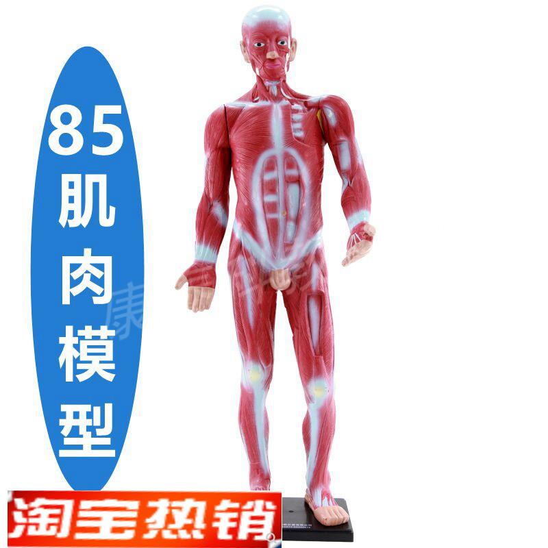 人体肌肉模特85j厘米高浅层四肢瑜伽健身馆摆设健美式运动功能生