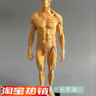 30cm艺用人体模型肌肉t骨骼解剖人体结构美术模型CG绘画雕塑教学