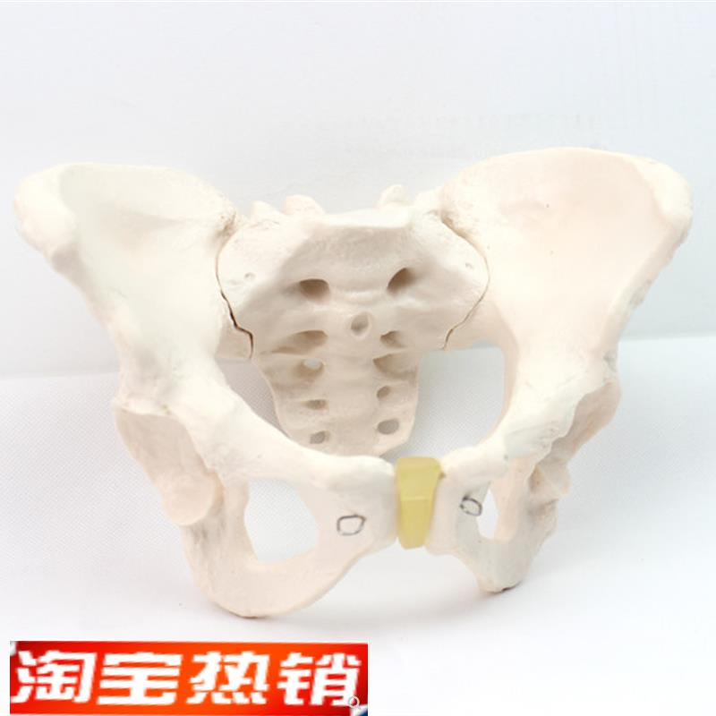 ENOVO颐诺标准女性骨盆妇科检查模型人体骨P骼标本骨盆测量模型