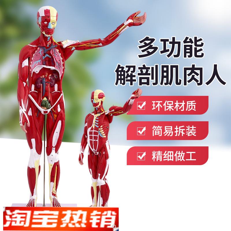 80CM人体全身肌肉模型内脏器官解剖结J构组织可拆卸运动医学教学