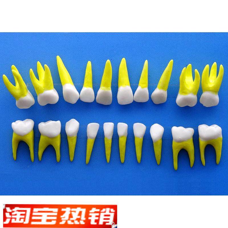 ENOVaO颐诺乳牙牙齿1:1模型乳牙牙列解剖结构模型