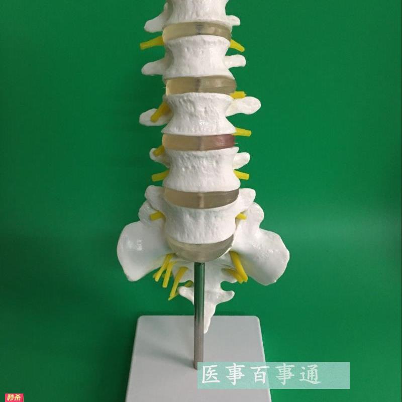 腰椎带骶骨附神经模型腰椎模型脊椎模型骨骼模型尾椎模型