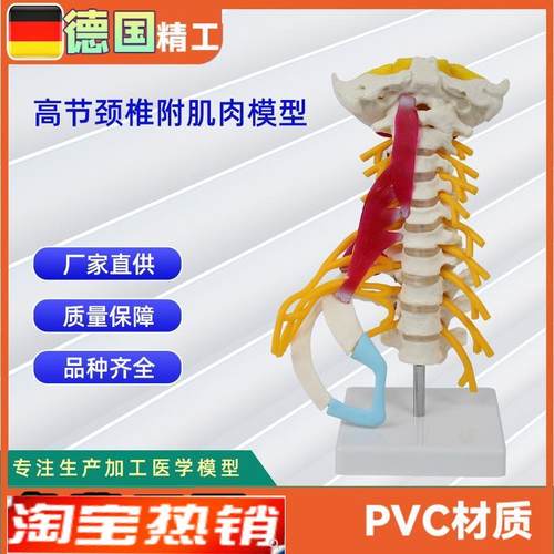 高级颈椎附肌肉模型仿A真人体颈椎医学展示模型