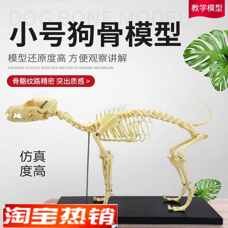 宠物骨科器械狗i骨骼标本模型动物狗猫犬教学骨架骨头骨骼模型