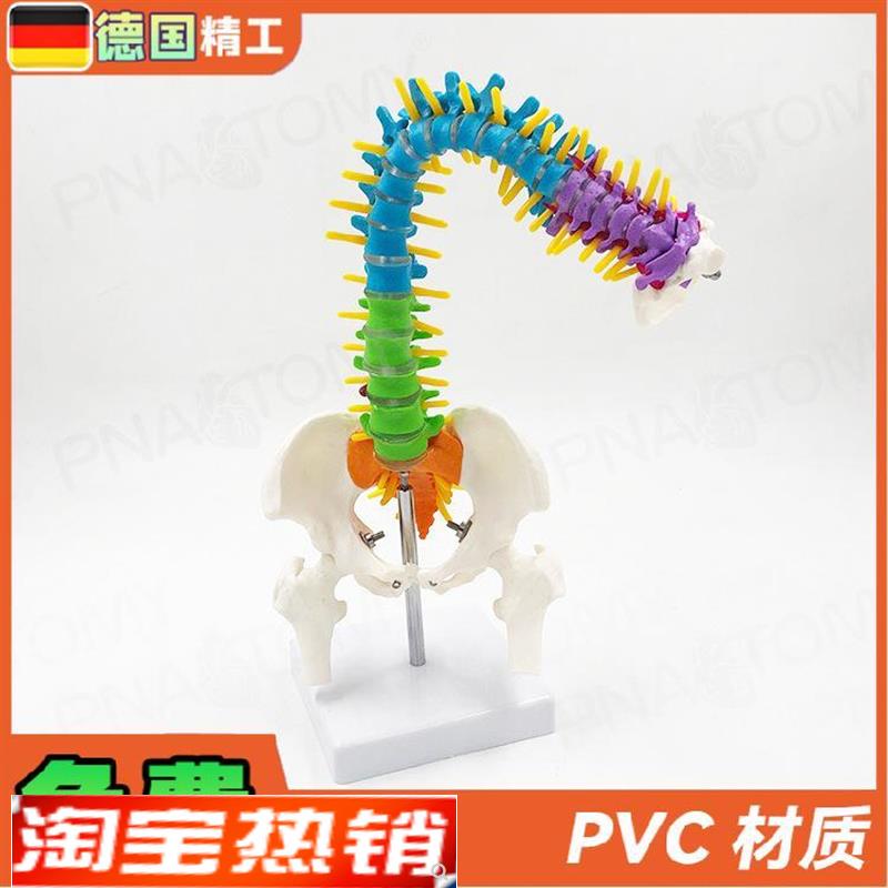 德国】45cm彩色可弯曲人体脊柱椎体可错位转动脊S神经骨盆股骨正