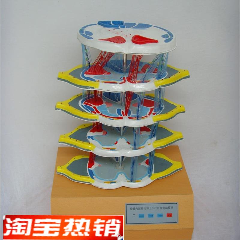 脊髓的内部结构和上下行S纤维电动模型