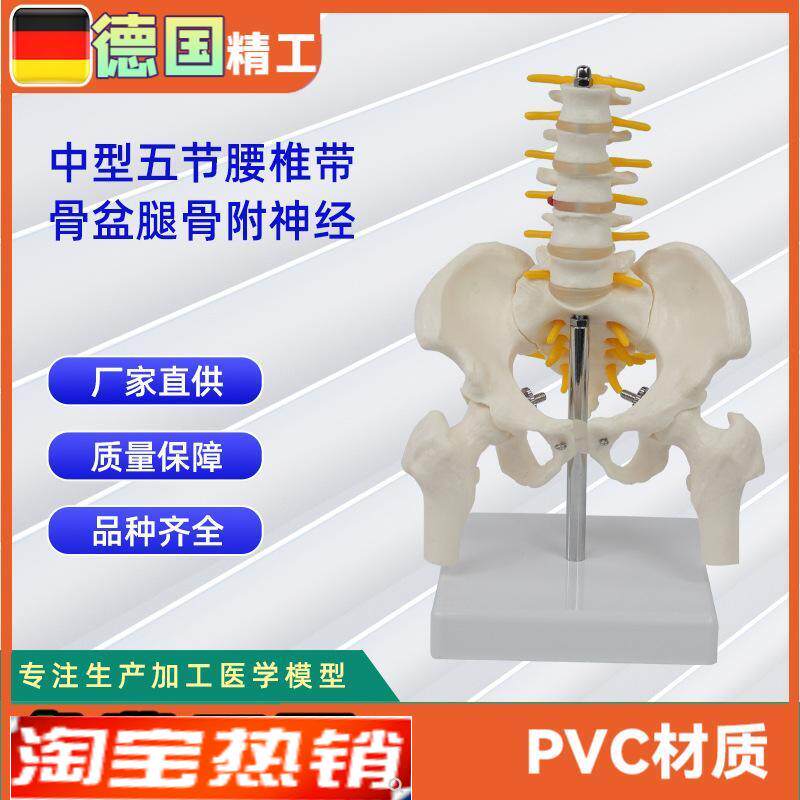 中型腰椎带骨盆o腿骨附神经人体腰椎模型医学教具