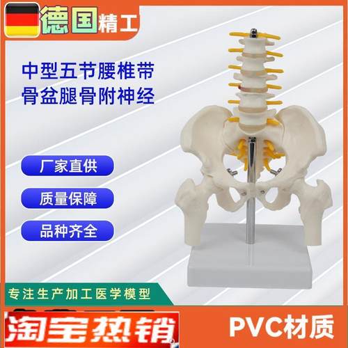中型腰椎带骨盆o腿骨附神经人体腰椎模型医学教具