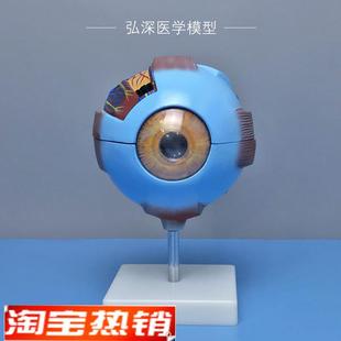 人体眼球模型眼睛结构放大可拆五官医学模具眼部视力Y儿童教学道