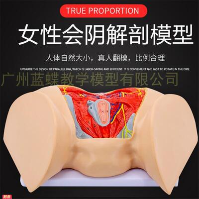 女性会阴模型会阴解剖模型女性生殖解剖模型骨盆骨骼模型
