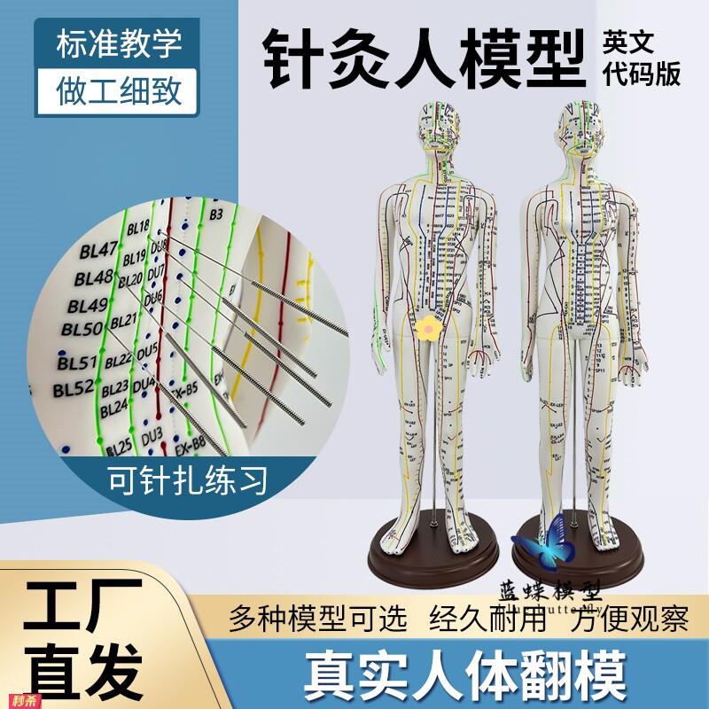 英文代码版人体全身经络穴位模型高清刻字彩色超清晰中医针灸人