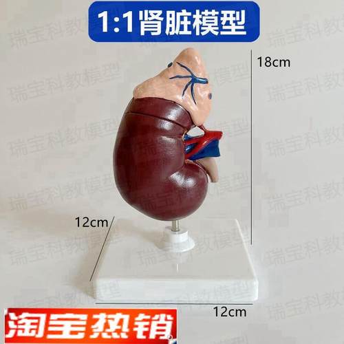 肾脏模型肾上腺泌尿器官r医用解剖教学肾结构血管人体内脏仿真医