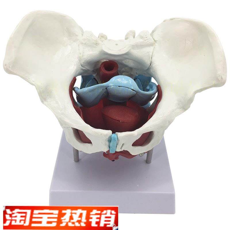 女性骨盆生殖器模型女性盆腔结构女性M骨盆及盆底肌肉模型,文具电教/文化用品/商务用品,模拟人,淘宝优惠券,粉丝福利购,淘宝优惠卷
