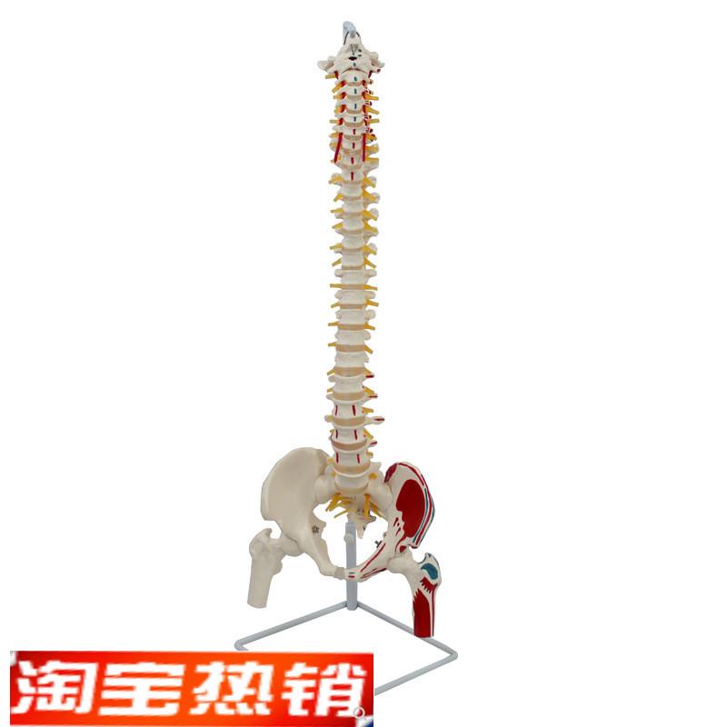 康泰模型人体1比1脊柱骨盆腿骨肌肉起止点神经椎间U盘瑜伽正骨康