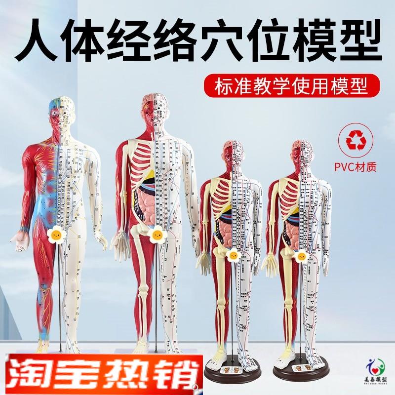 6085CM针灸人模型半皮半肌肉解剖人体穴L位模型针灸刻字超高清晰