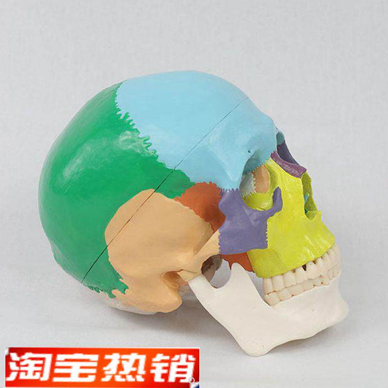 瑞泰模型颅骨色彩分拆1比1w自然大牙科医用教学美术收藏面部微整