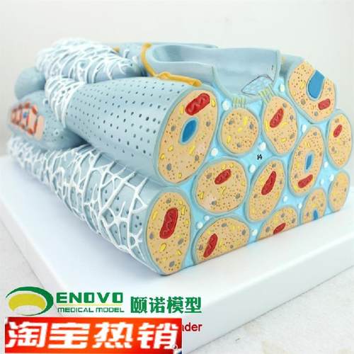 ENOVO颐g诺平滑肌组织模型微观模型医学人体肌肉模型心内脏肌医学