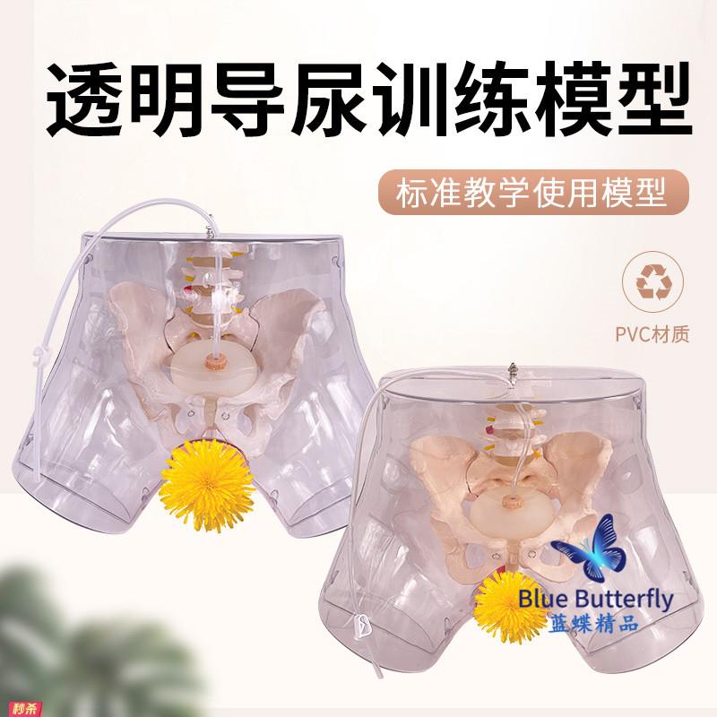 高级透明女性导尿模型导尿术技能操作训练模型插尿管医学用模型