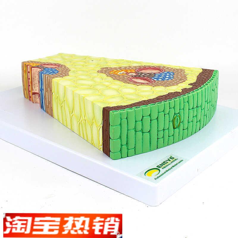 ENOVO颐诺单子叶植物茎v结构放大模型单子叶植物茎的形态植物学