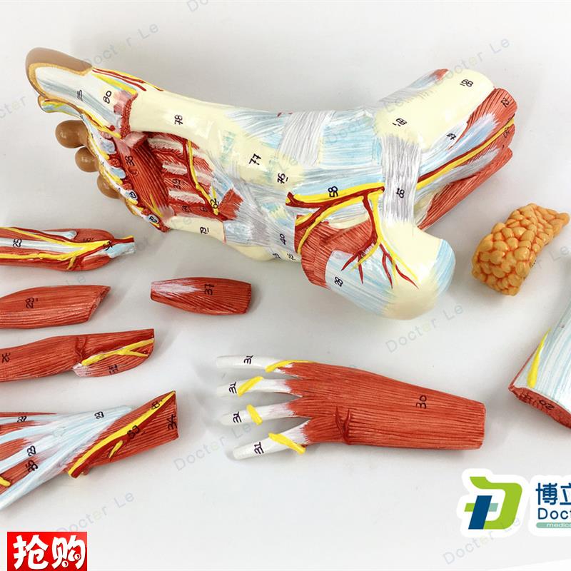 医用人体足底层次解o剖脚关节肌肉神经血管韧带模型手足外科脚模