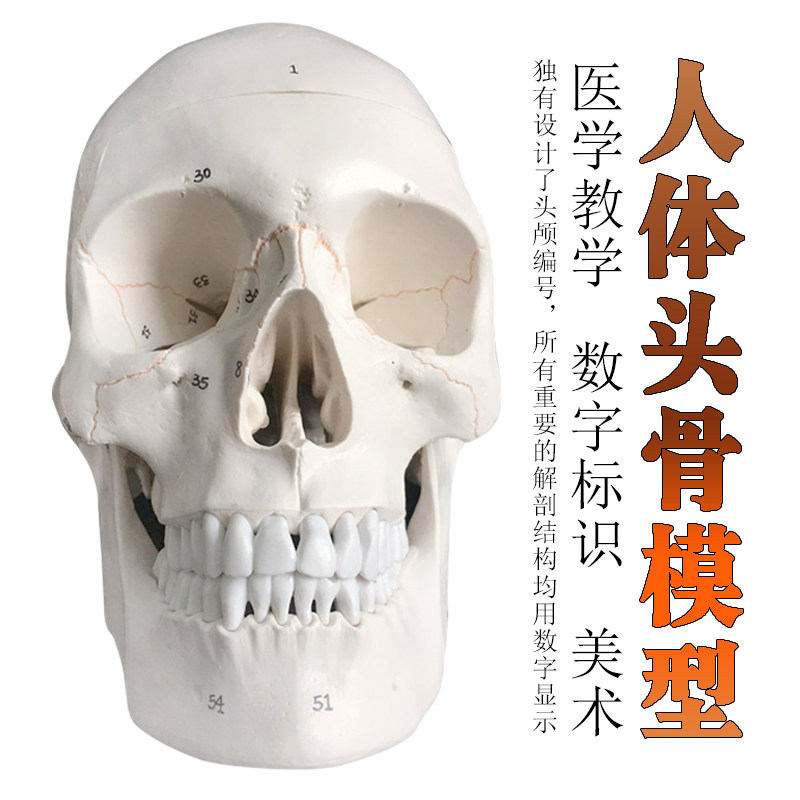 头骨骷髅人体骨骼l脊柱模型 摆件美术静物绘画手办玩具骨骼模型
