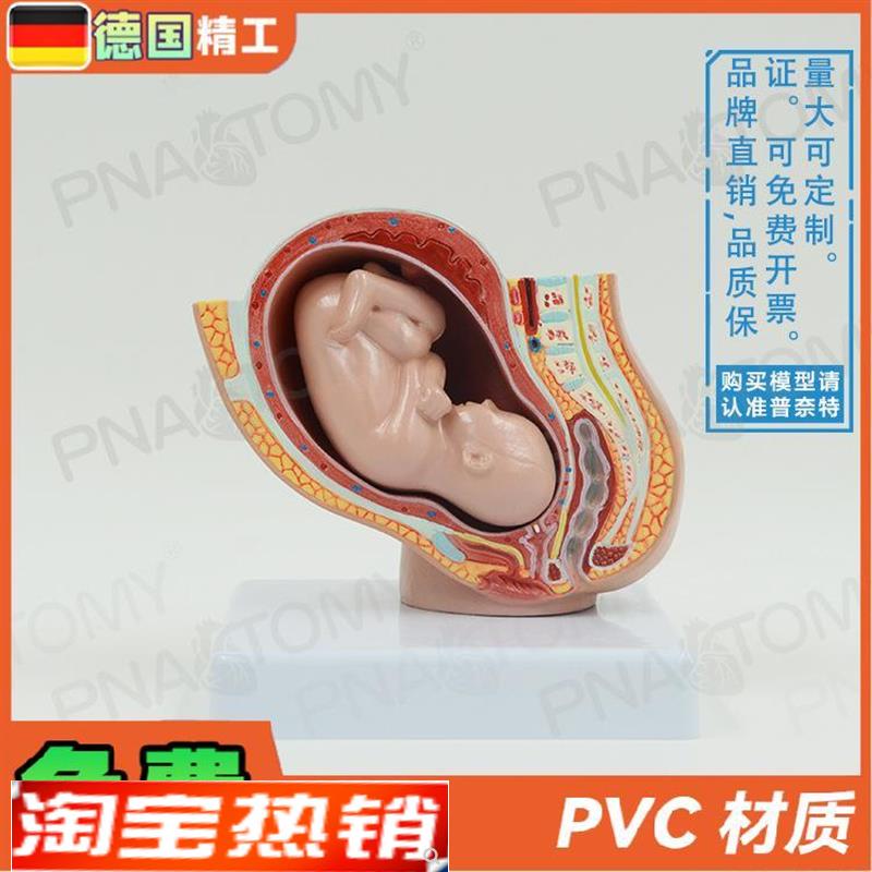 德国】小型女盆腔妊娠p胚胎发育解剖模型妇产科计生展示子宫标本