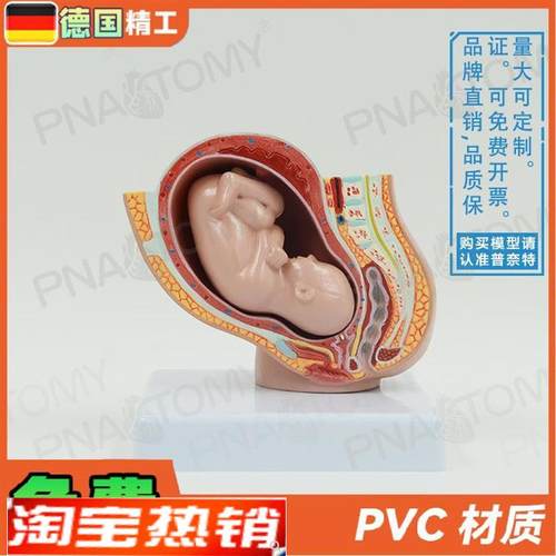 德国】小型女盆腔妊娠p胚胎发育解剖模型妇产科计生展示子宫标本