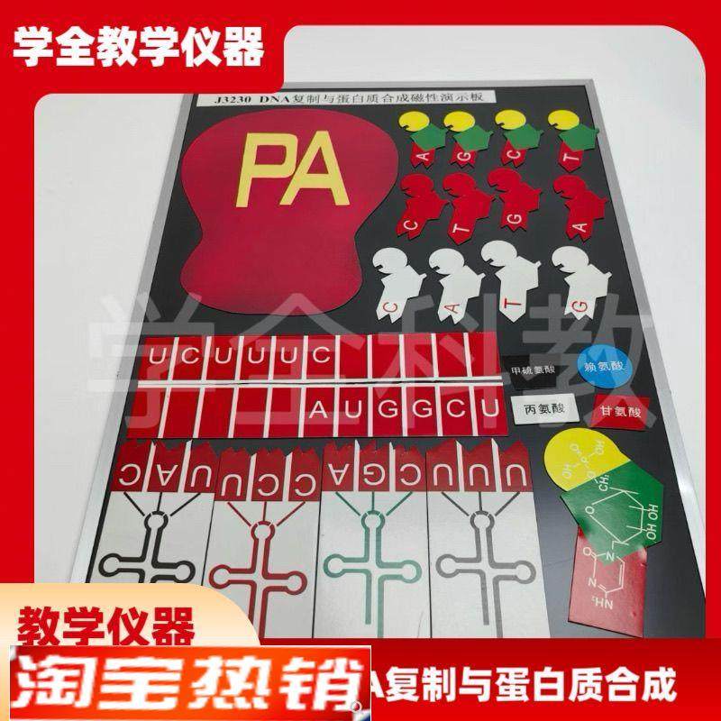 DNA复制与蛋白质合成磁性演示块J3230磁板生物实验X器材教学