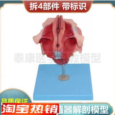 女性生殖器解剖模型可拆卸带标识妇科医患沟通泌尿U盆底肌肛周肌