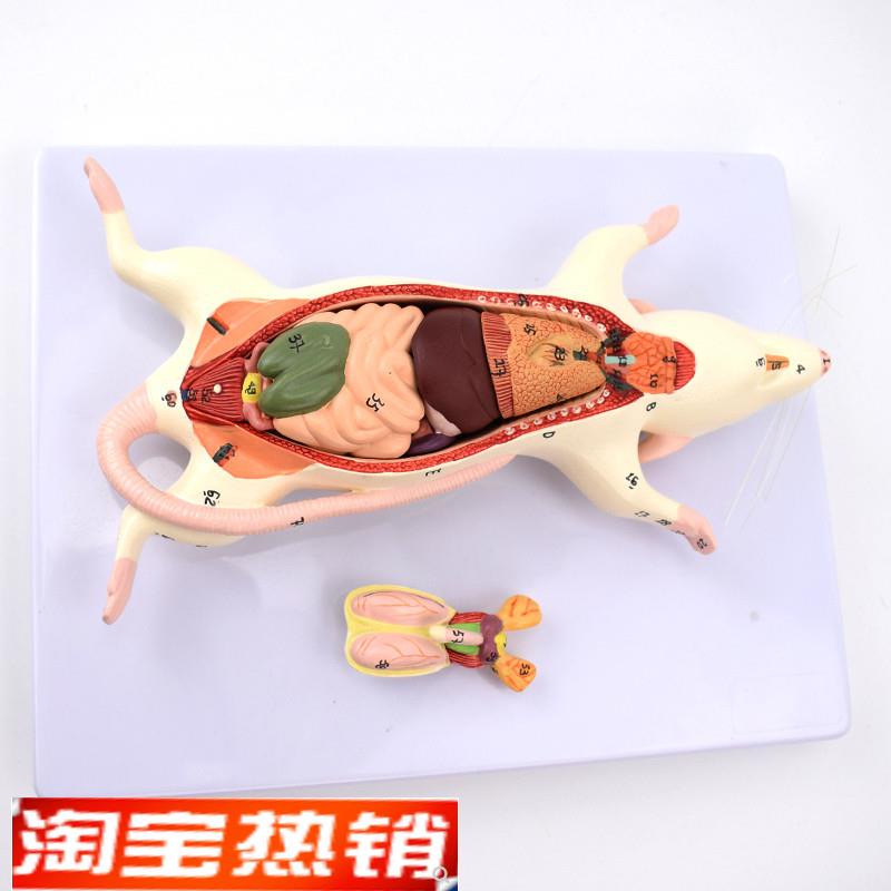 ENOVO颐诺小白鼠器官解剖结构模型老鼠的外形观察内Z部解剖基础