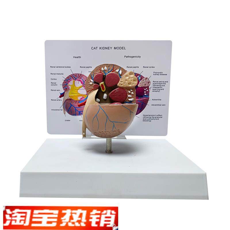 猫肾脏病态健康解剖模型猫科宠物教学J教具兽医医学模型厂家直销,文具电教/文化用品/商务用品,教学仪器/实验器材,淘宝优惠券,粉丝福利购,淘宝优惠卷
