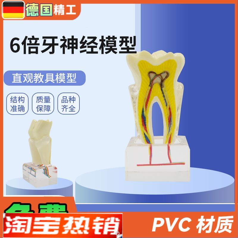 德国】PNT-ORl12口腔教学模型牙科6倍牙神经模型牙齿构造展示放大