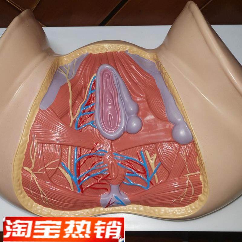 新款女性会阴模型尿生殖三角肛门生D殖系统盆腔模外阴护理保健讲