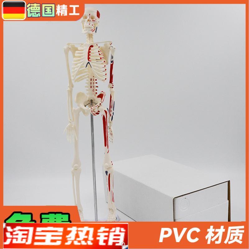 德国】45cm彩色人n体骨骼模型肌肉起止点骨架四肢可活动艺用教学