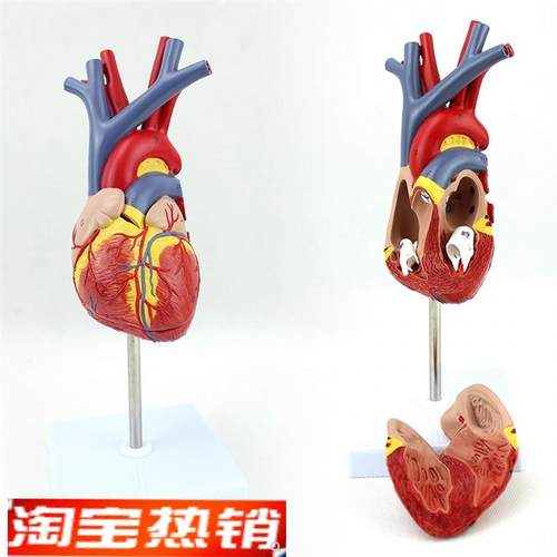 ENOVO颐诺人体心脏模型医学心血管内科心脏O介入解剖教学冠状动脉