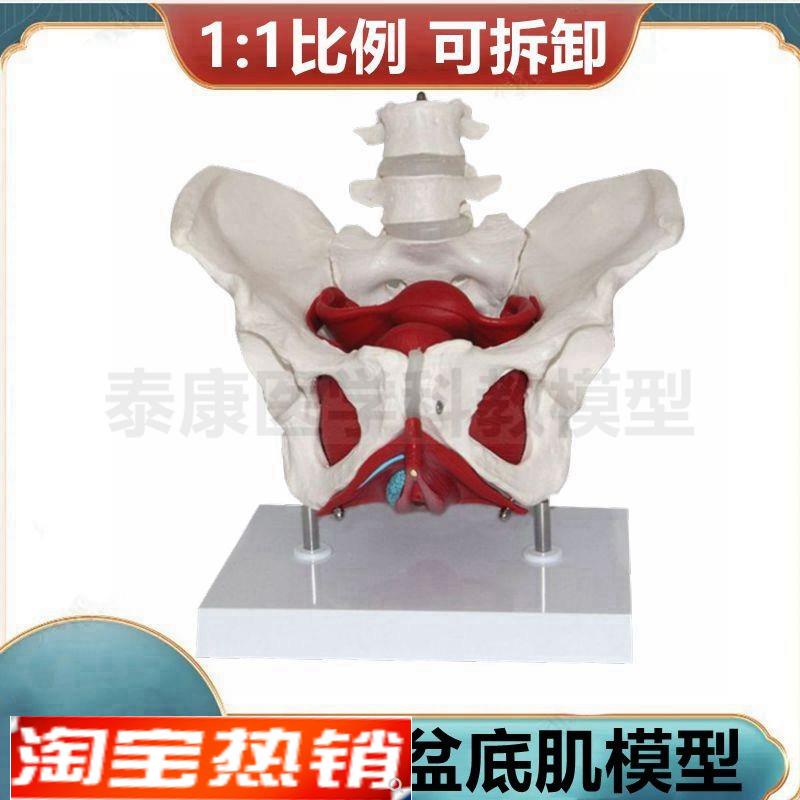 女骨盆模型盆腔器官盆底肌会阴解剖产科临Q床教学家政月嫂培训