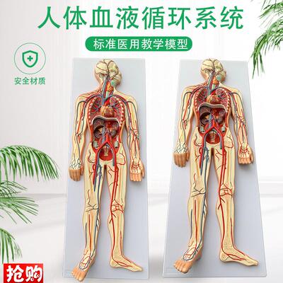 人体血液循环e系统模型全身内脏器官解剖教学教具心脏血管演示模