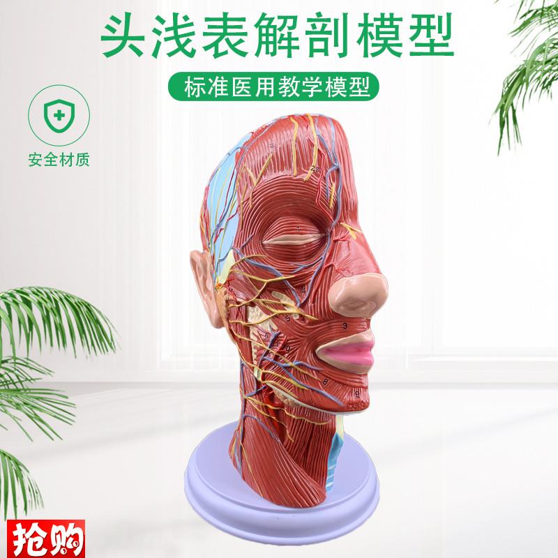人体头骨带肌肉神经血管模型型美容J面部神经微整形医学解剖