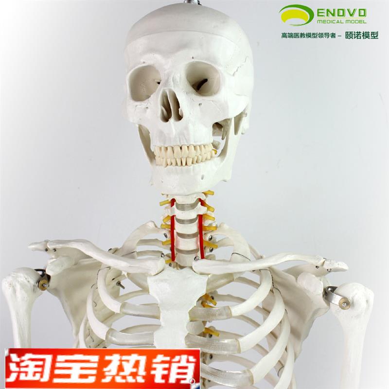 颐诺正品170cm人o体骨骼模型骨架标本模型美术医用艺用疼痛科