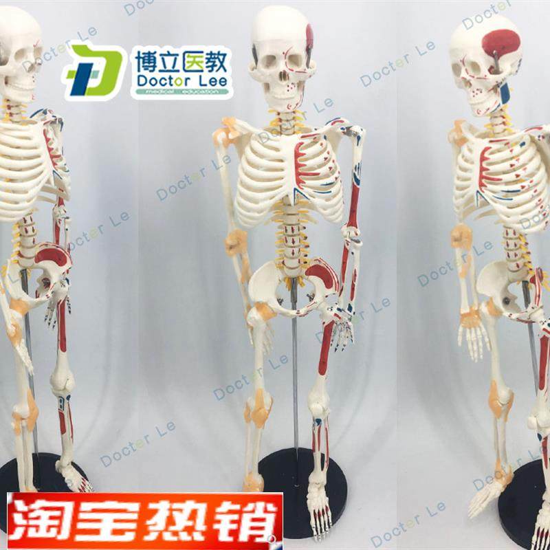 85cm人体骨骼模型可活动骨架标肌肉解剖脊椎骷T髅小针刀正骨针灸
