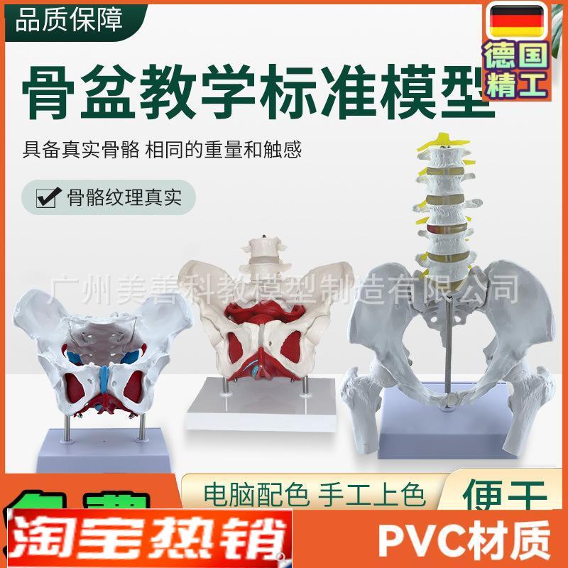 可活动女性骨盆生殖器官模型w盆腔盆底肌结构附盆底肌二节腰椎模