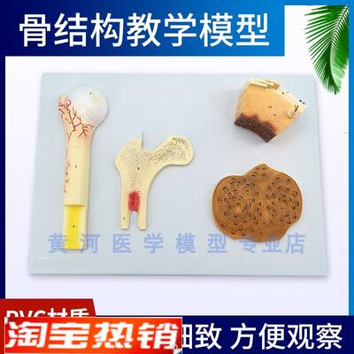 黄河骨结构模型松质骨密质骨和股骨哈弗系R统骨骼模型骨模型