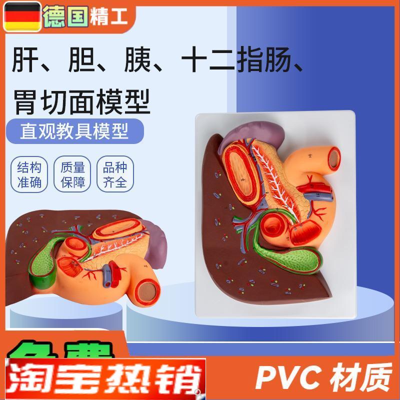 德国】肝胆d胰十二指肠胃切面模型肝脏解剖模型肝胰十二指
