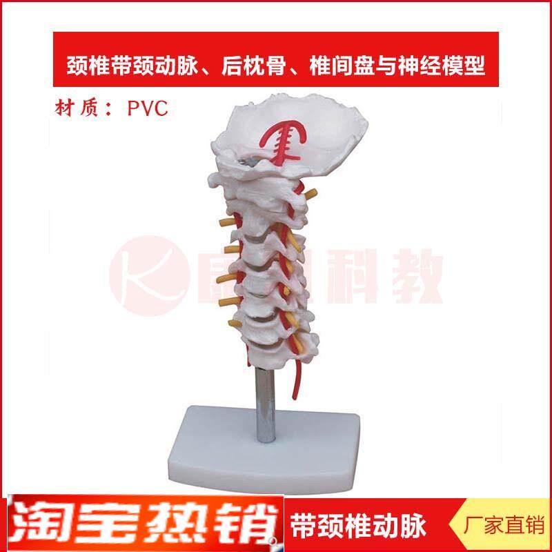 颈椎模型带颈动脉后枕骨椎间盘与神经I模型脊柱骨骼神经构造模具