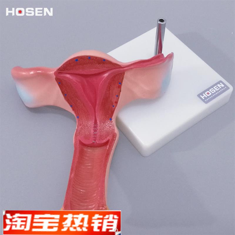 子宫模型人体g生殖系统器官女性卵巢解剖放大妇产科医学教学模具