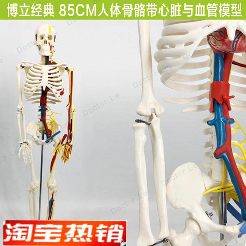 85cm人体骨骼模型带心脏血管神经可拆卸骨架医用教学Z标本小针刀,玩具/童车/益智/积木/模型,其他模型玩具,淘宝优惠券,粉丝福利购,淘宝优惠卷