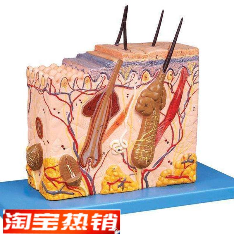 中型皮肤放大模型人体皮肤模型皮肤组织结构R模型人体解剖模型