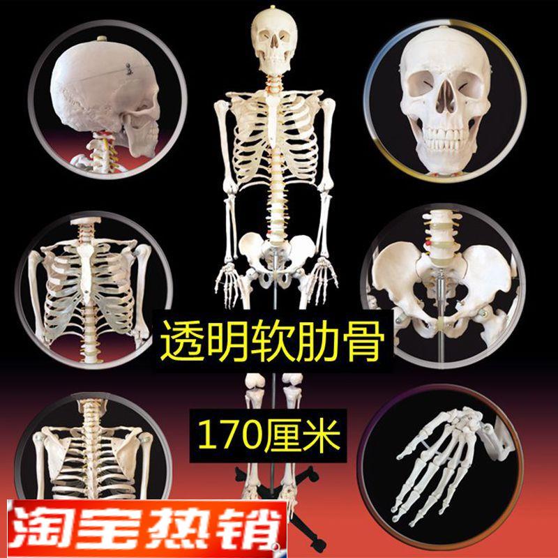 男性骨骼模型170厘o米仿真人体骨架脊髓神经脊柱弯曲肌肉韧带标识