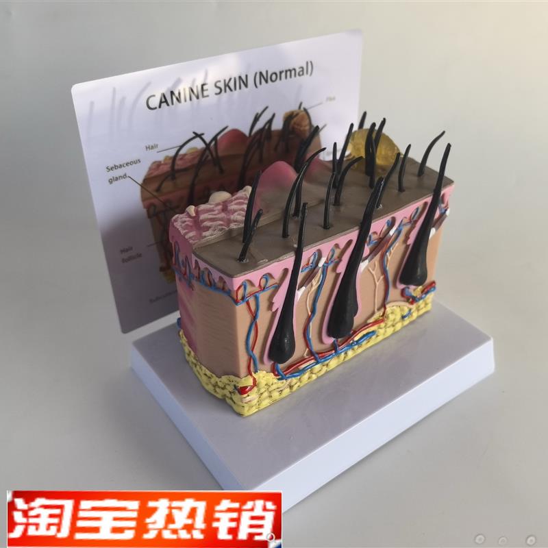 狗皮肤解剖模型犬科真皮宠物病态皮肤M教具兽医教学动物模型