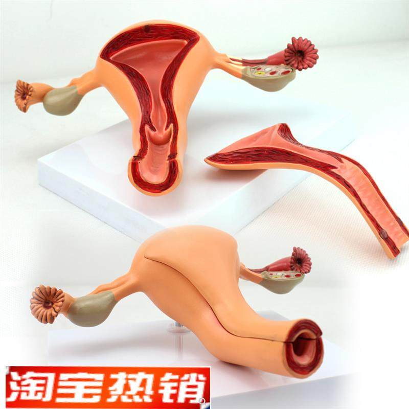 颐诺正品医用女性内生殖器官x解剖模型子宫卵巢生殖结构妇科模型